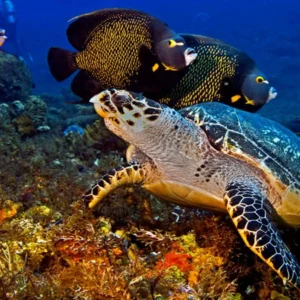 Tour Cielo Cozumel